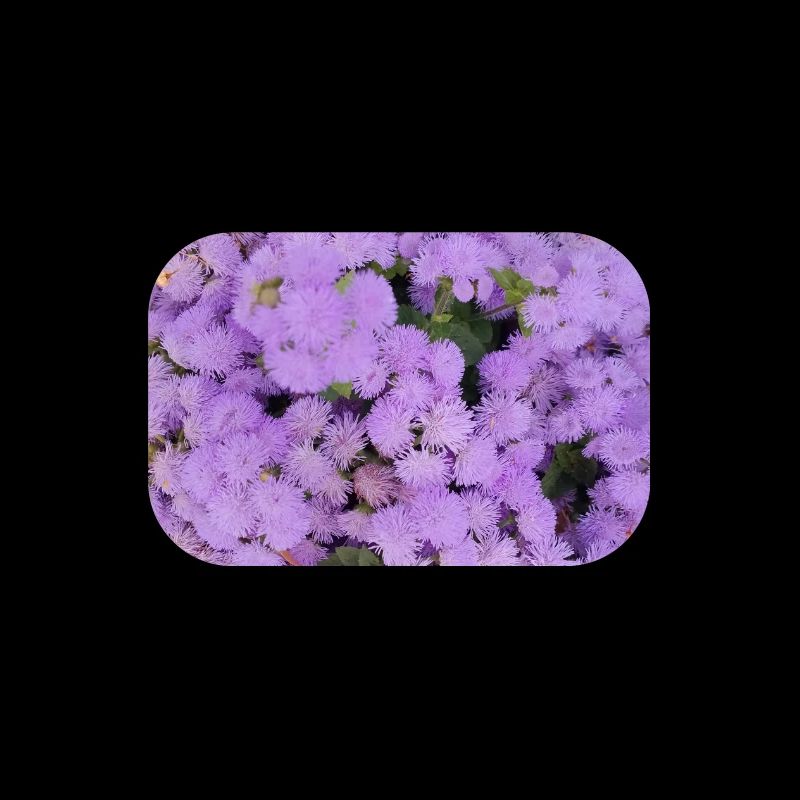 Mer duveteuse de fleurs de pompons