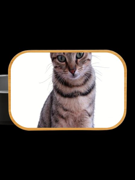 Cat Cats Kitten Tiger Cat