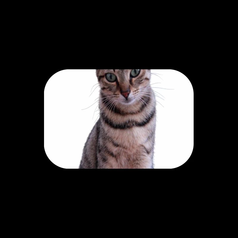 Cat Cats Kitten Tiger Cat