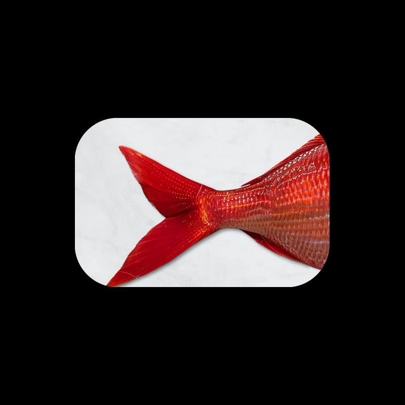 Red Fish Minimal Art Design