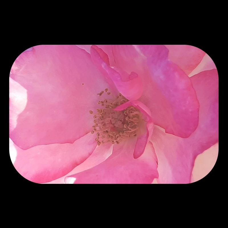Douce fleur de rose en rose