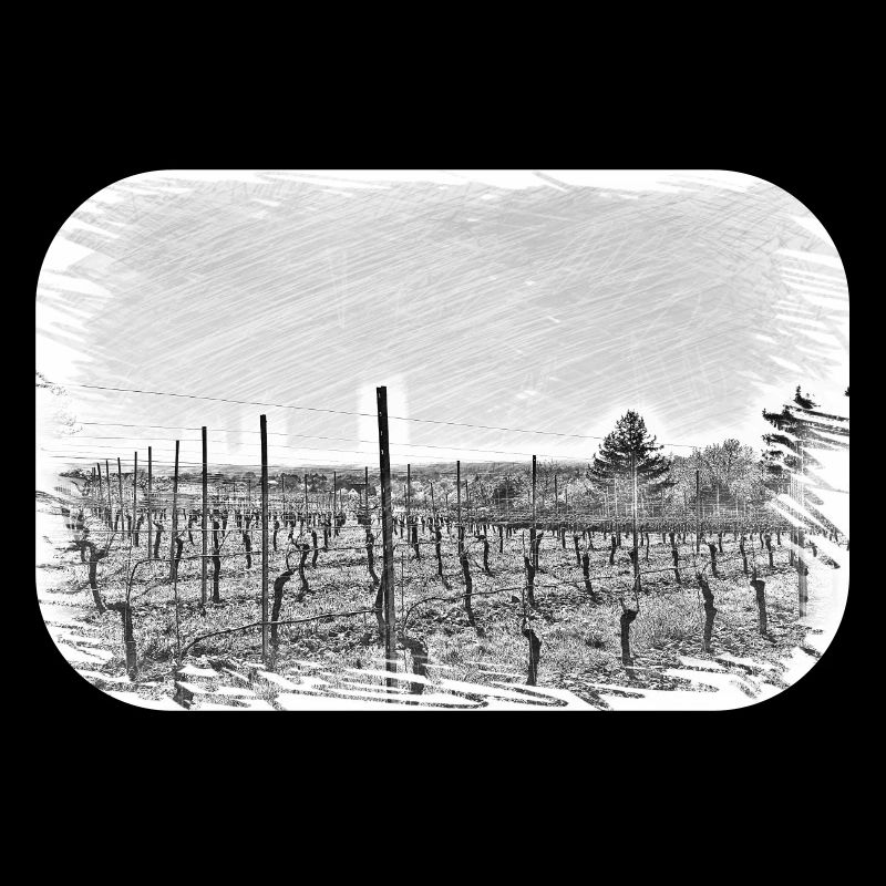 Vignes à Baden
