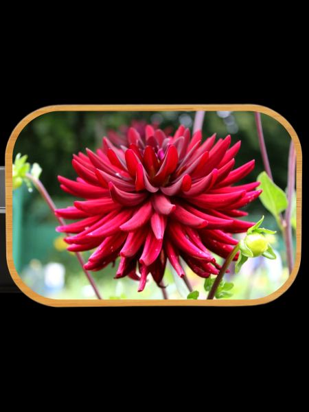 Dahlia Fleur Rouge, Fleur