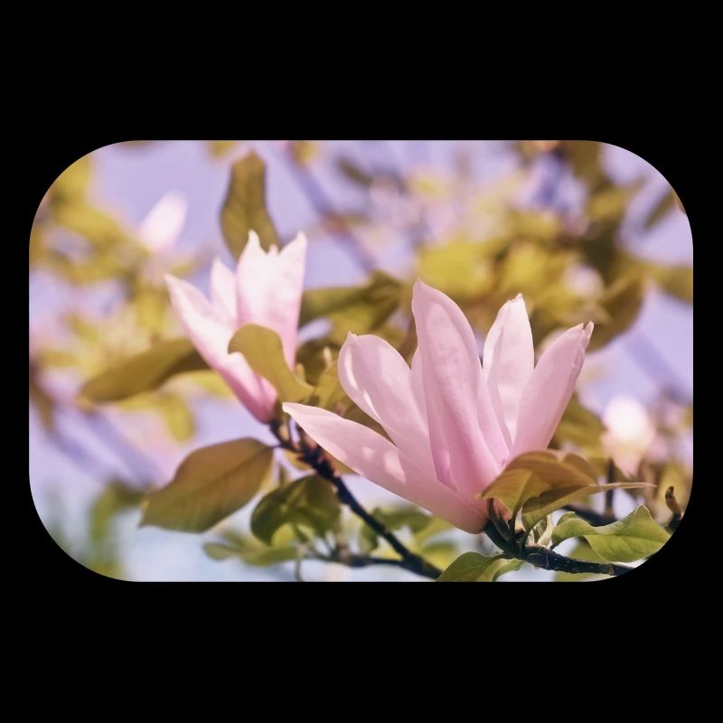 Brume de fleurs de magnolia rose