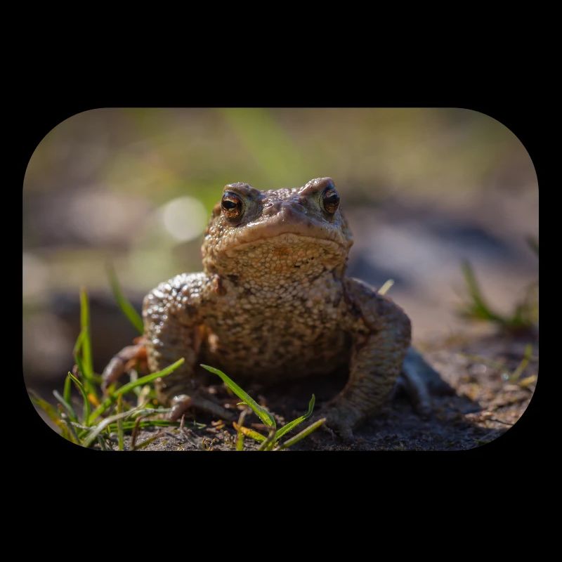 Gros plan d’un crapaud terrestre - Affiche