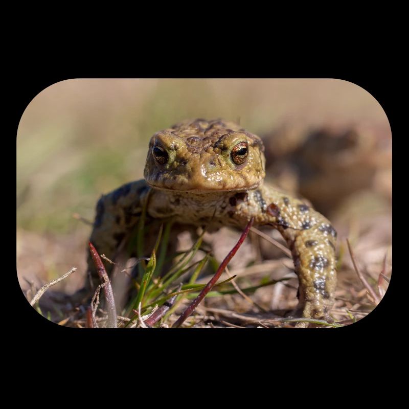 Gros plan d’un crapaud terrestre - Affiche