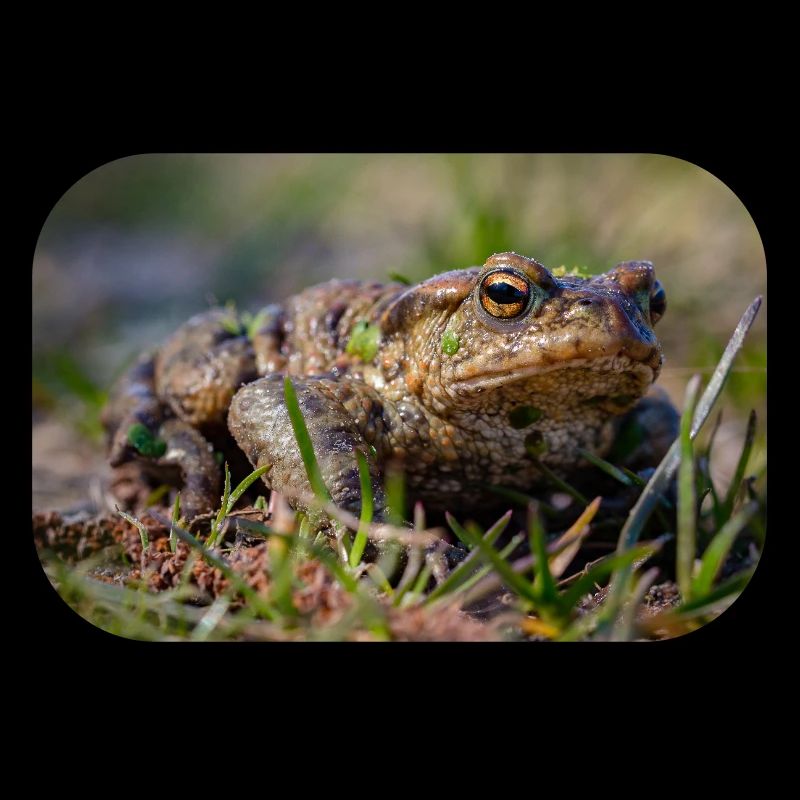 Gros plan d’un crapaud terrestre - Affiche