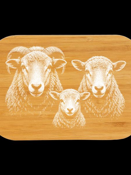 sheep