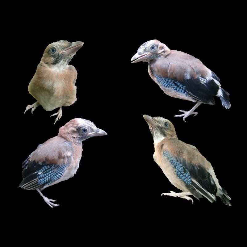 Eichelhäher Jungvögel