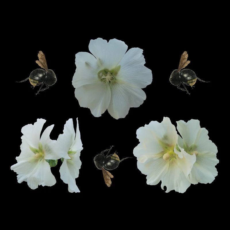 Hollyhocks with bumblebees