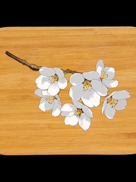 Japanese cherry blossoms white