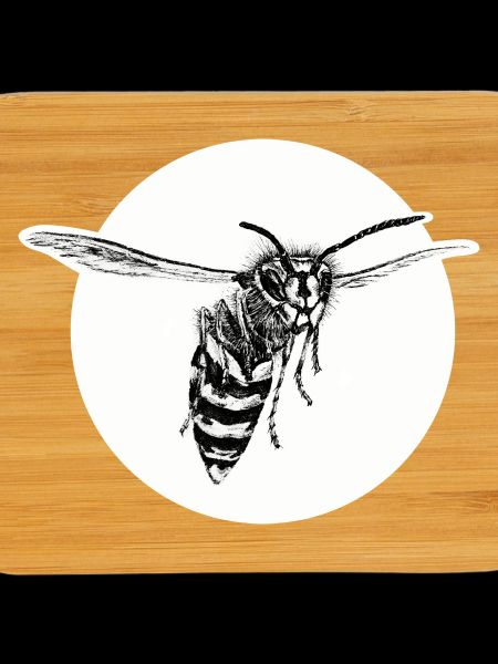 Guêpe - Abeille - Insecte