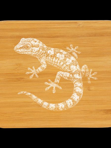 A gecko
