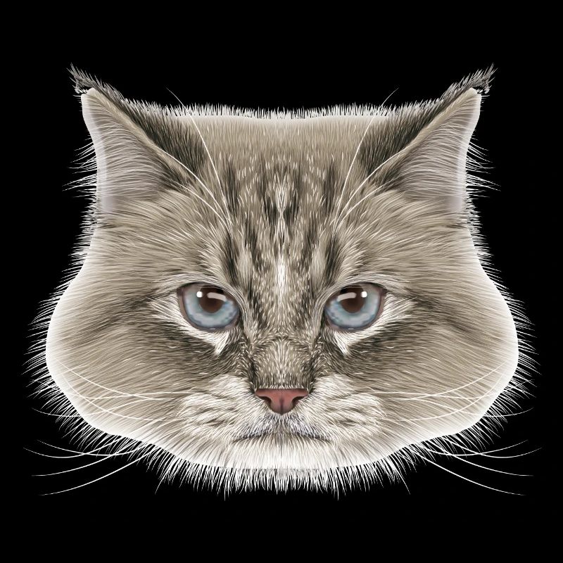 Sibirische Katze 