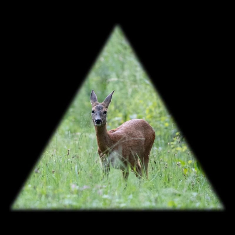 Cerf dans les hautes herbes