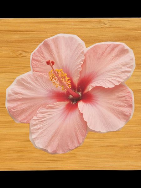 Hibiskuspfirsich