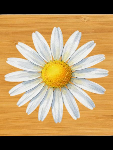 Gänseblümchen Blüte Blumen Geschenk 