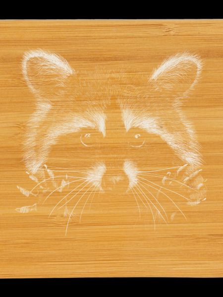 Racoon