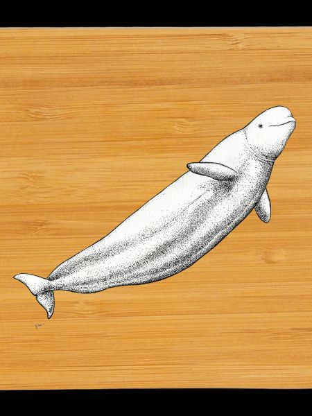 Beluga