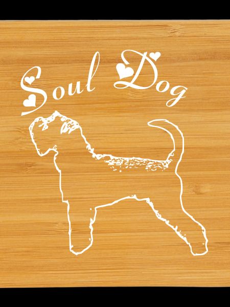 Schnauzer Soul dog