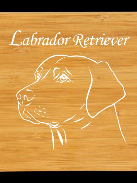Labrador Retriever Portrait