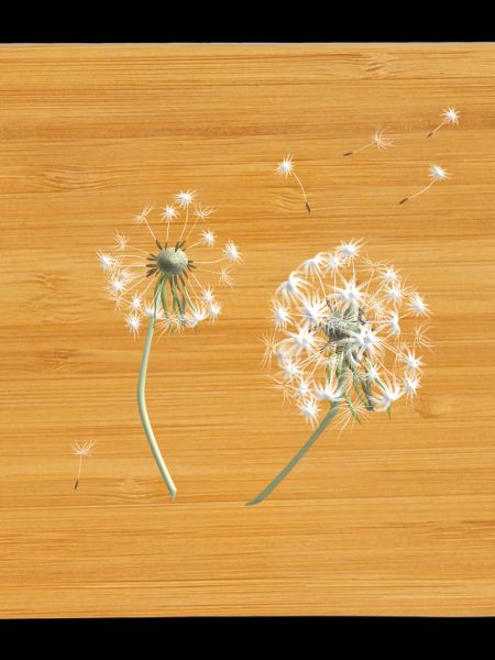 White dandelion silhouette
