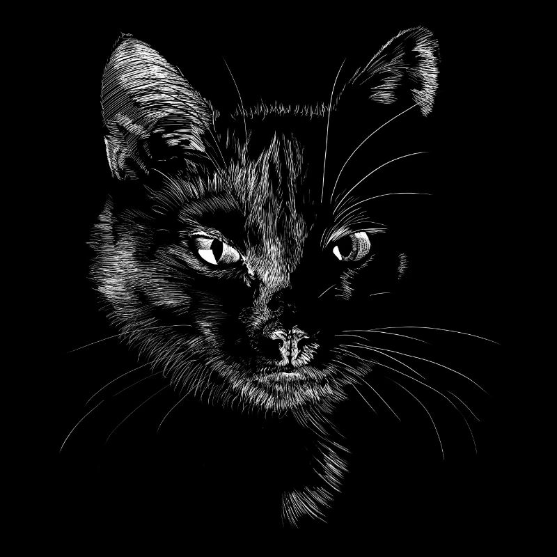 Black cat
