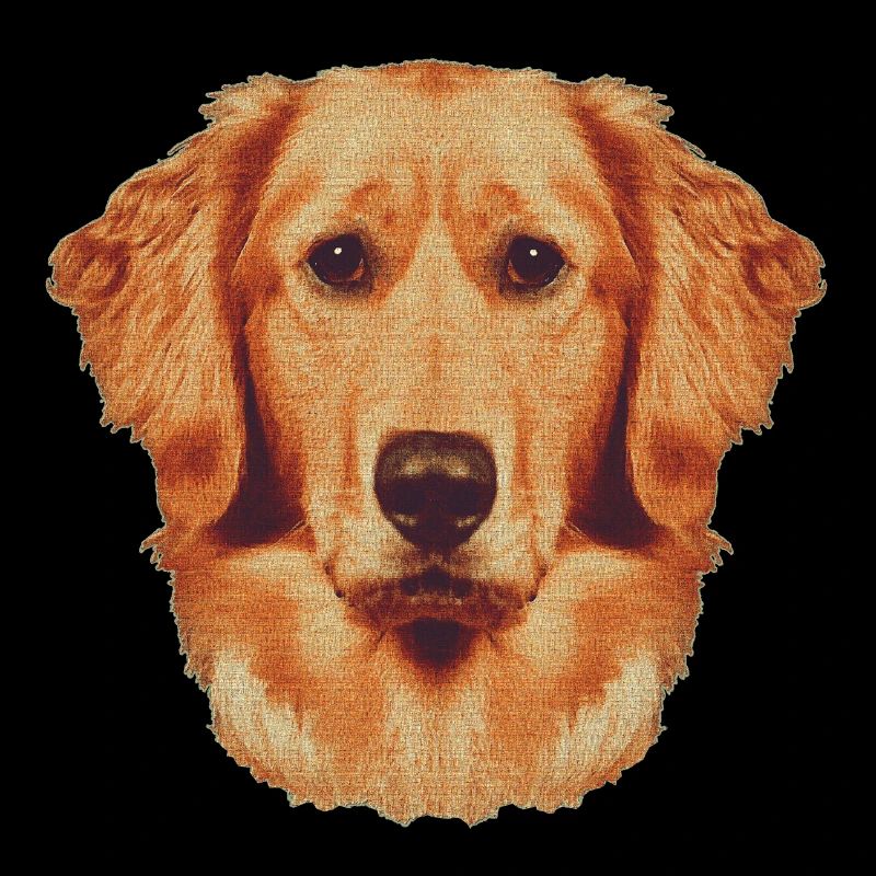 Gesicht Goldenretriever, hunderassen, süßes Hunde