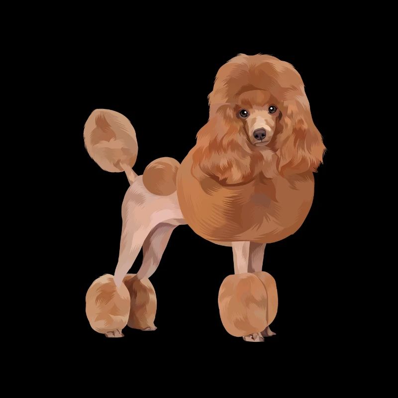 Chien caniche standard