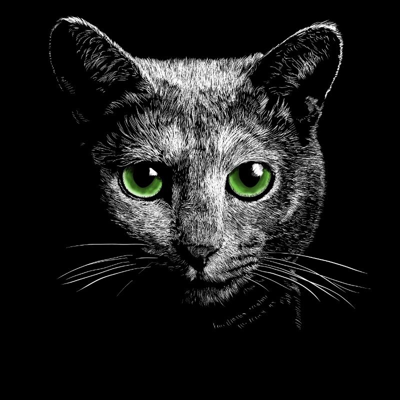 Katze