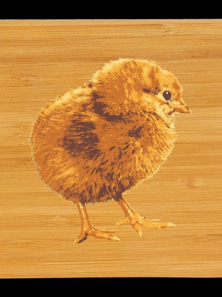 Küken im Goldflaum