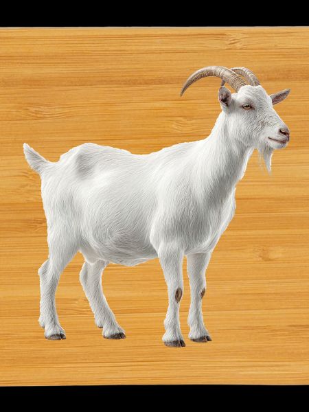 White Mountain Goat Portrait