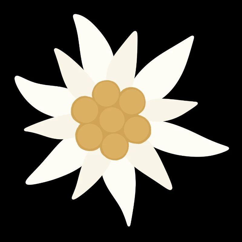 Fleur d’Edelweiss