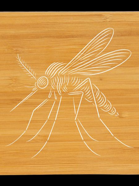 Line Mosquito Sketch Art