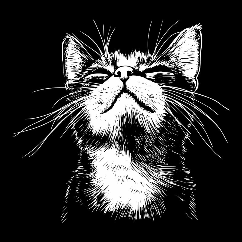 Drôle de Chat