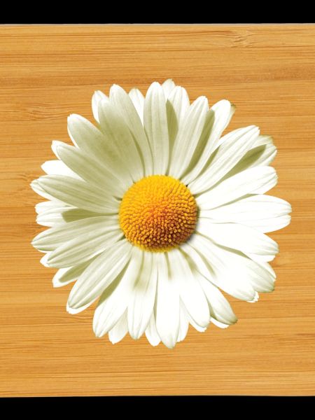 Daisies | Daisy flower power