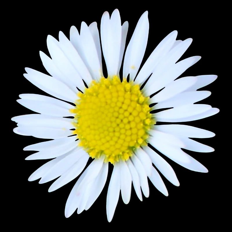 Marguerites