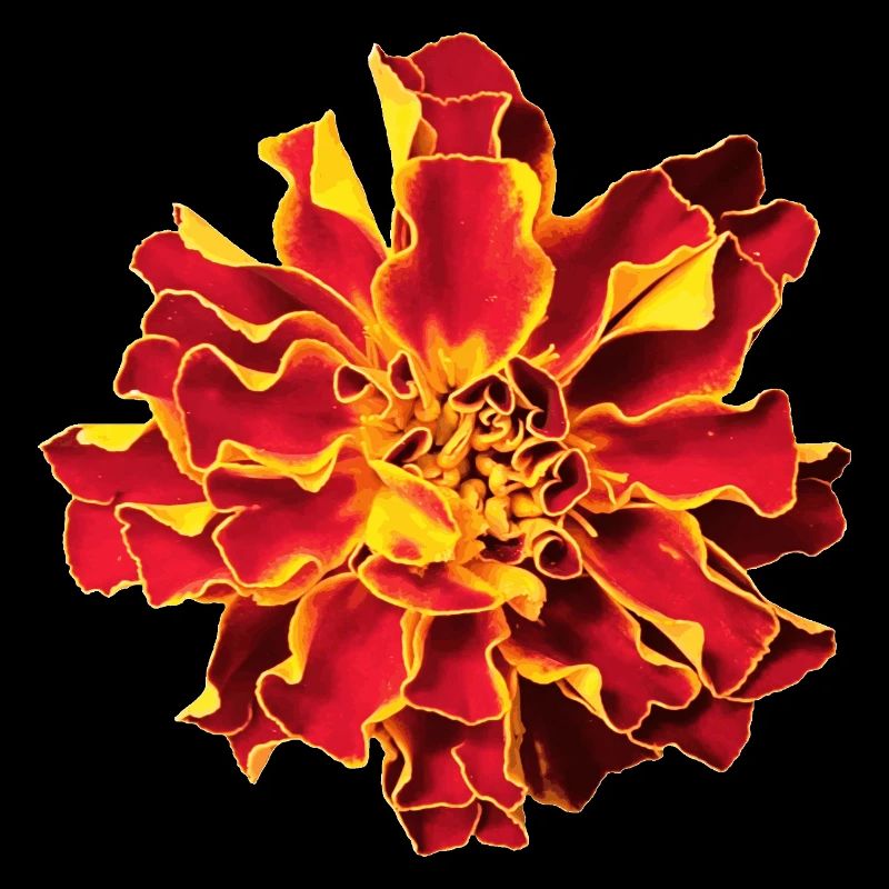 Tagetes