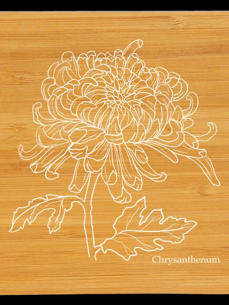 Chrysanthemum Line Drawing