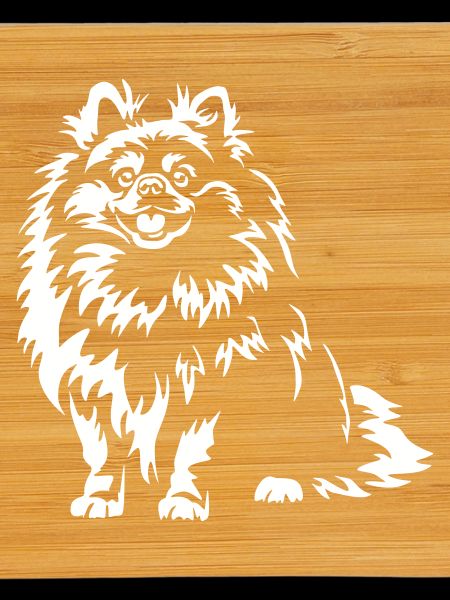 Pomeranian "Black Edition"