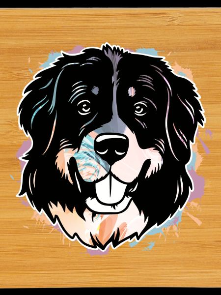 Bernese Mountain Dog