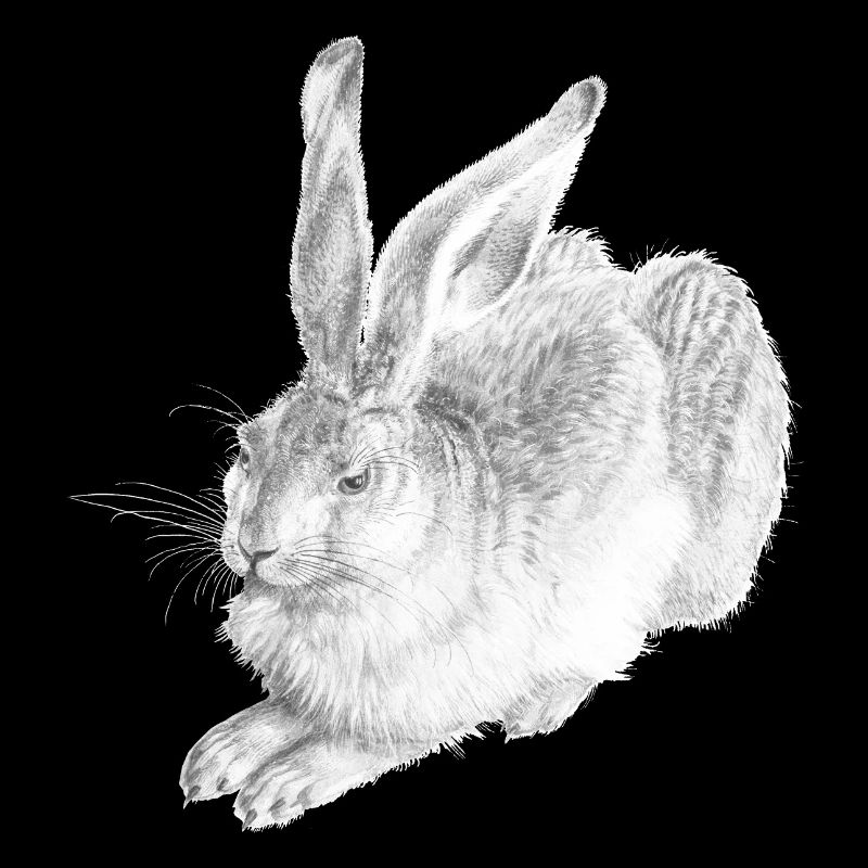 WHITE RABBIT | Schneehase nach Albrecht Dürer