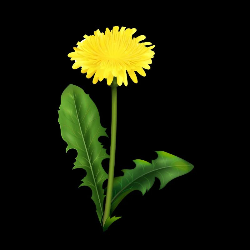 Dandelion | dandelion