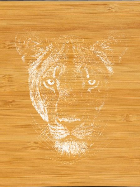 Lioness