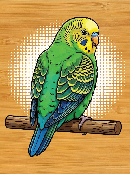 Budgerigars Budgie Owners Budgies