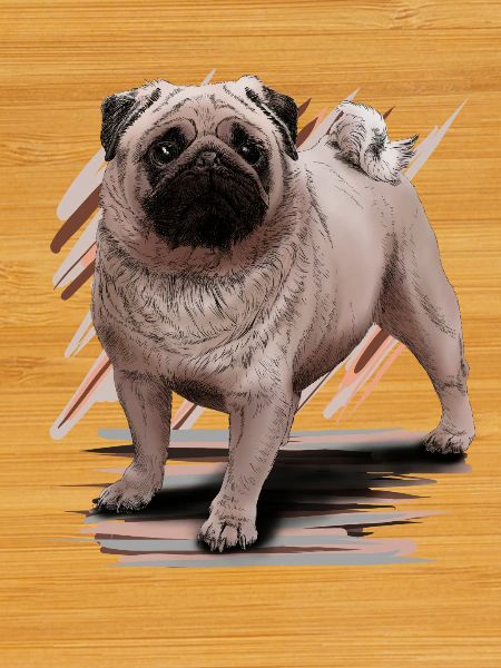 Pug
