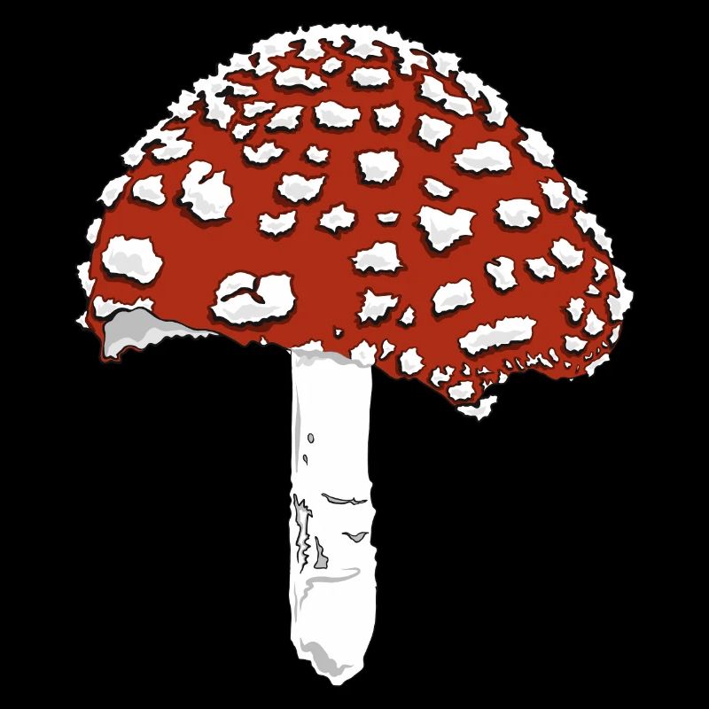 Toadstool toadstool amanita