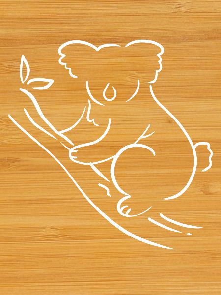 Koala Australien Australier