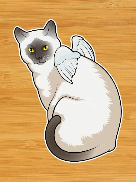 Ailes d’ange de chat