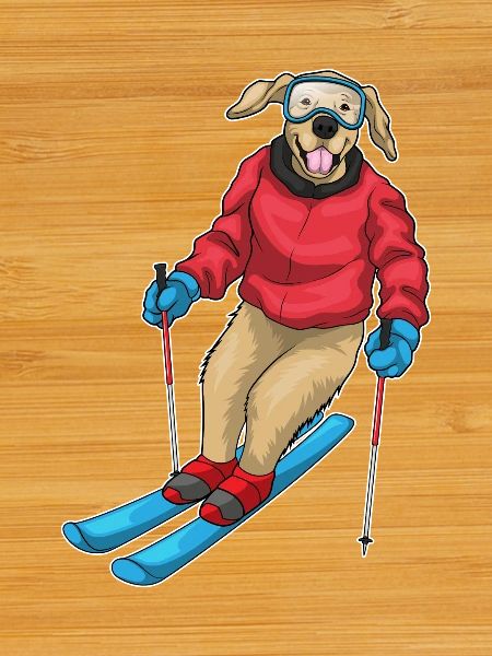 Labrador Skifahrer Ski